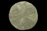 Pyrite Sun - Sparta, Illinois #137884-1